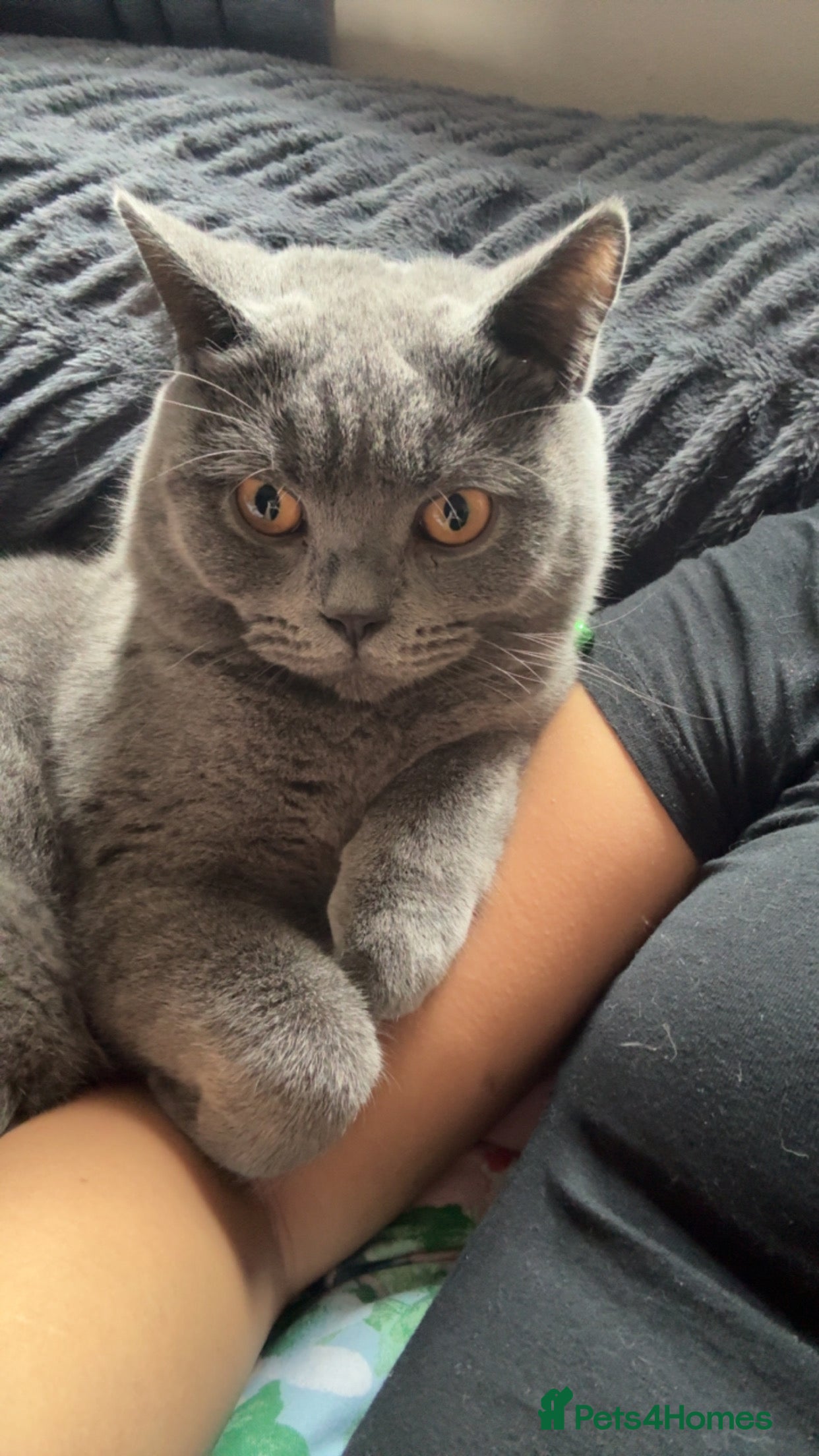 British Shorthair cats Grey British shorthair (male) - Advert 1