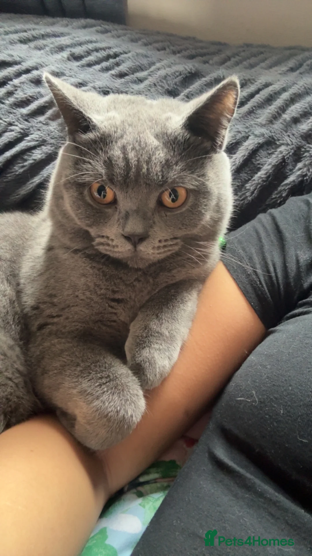 British Shorthair cats for sale: Grey British shorthair (male) - Advert 1