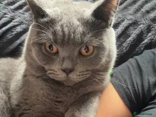 British Shorthair cats Grey British shorthair (male) - Advert 1