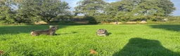French Bulldog dogs for sale:   Outstanding Lilac Fluffy French Bulldog Puppies  in Wigan - Advert 3