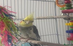 Cockatiels birds for sale: Baby cocktails  - Image 4