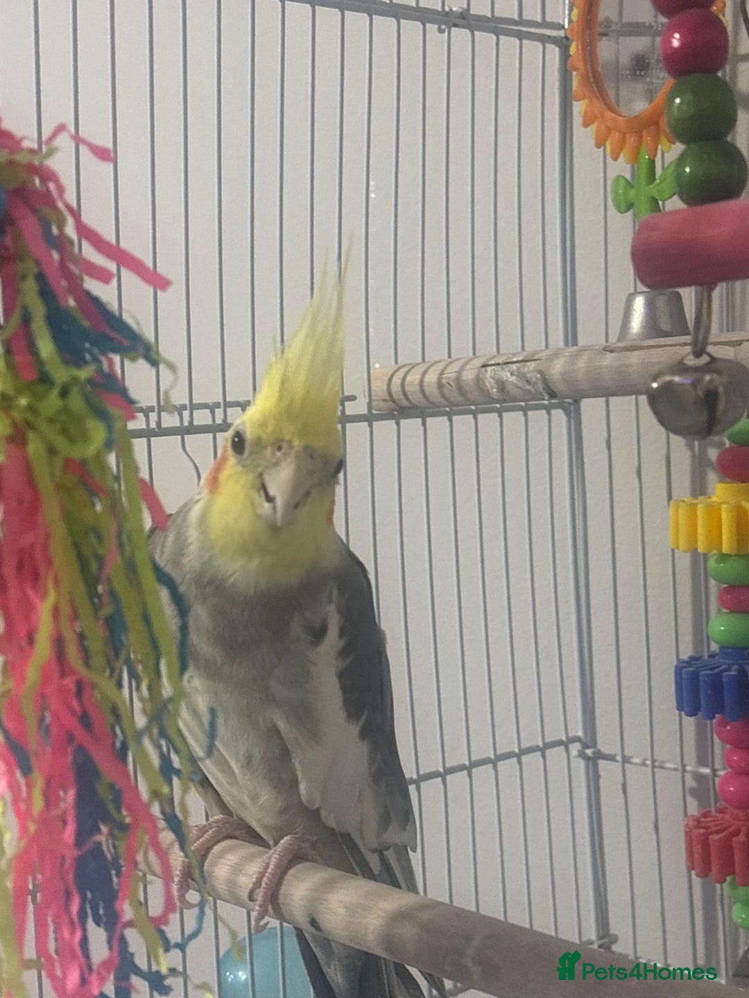 Cockatiels birds for sale: Baby cocktails  - Image 4
