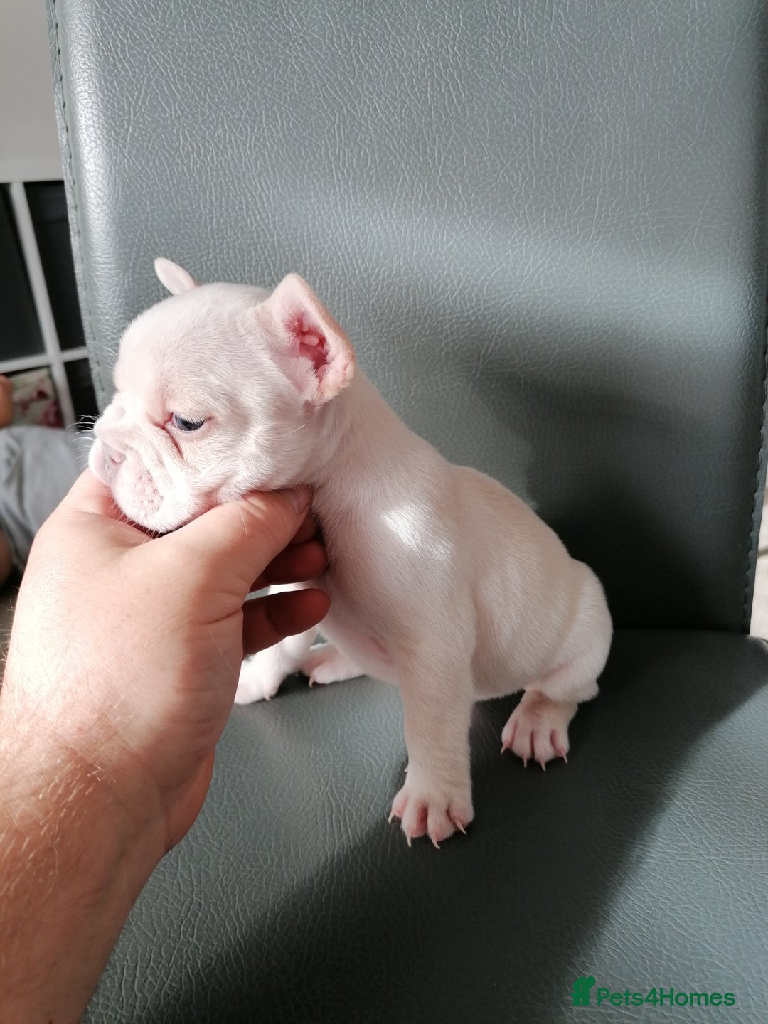 French Bulldog dogs for sale: Gorgeous French bulldog puppies Just 1 girl left!  - Advert 32