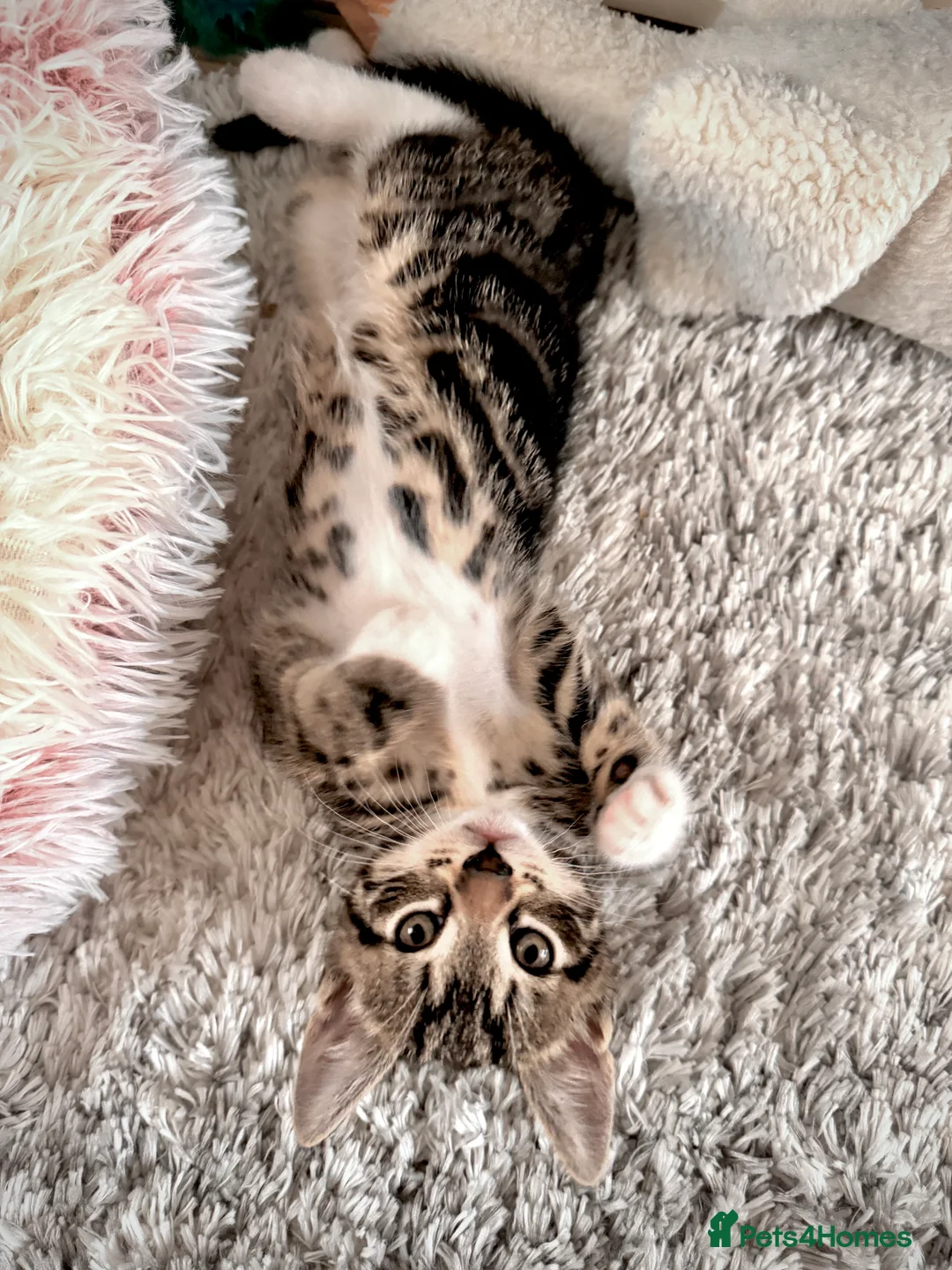 Mixed Breed cats for sale: Three kittens are looking for their homes 🐾 - Advert 3