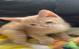Mixed Breed cats for sale: 3 beautiful kittens available now! - Image 3