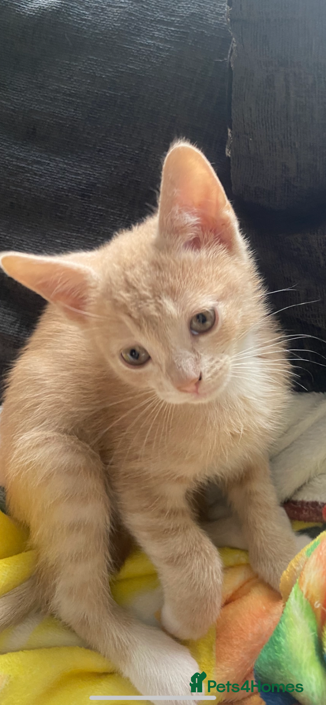 Mixed Breed cats for sale: 3 beautiful kittens available now! - Image 3