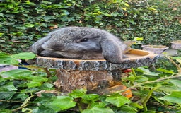 French Lop rabbits for sale: French Lop Bunnies 🐰  - Image 16