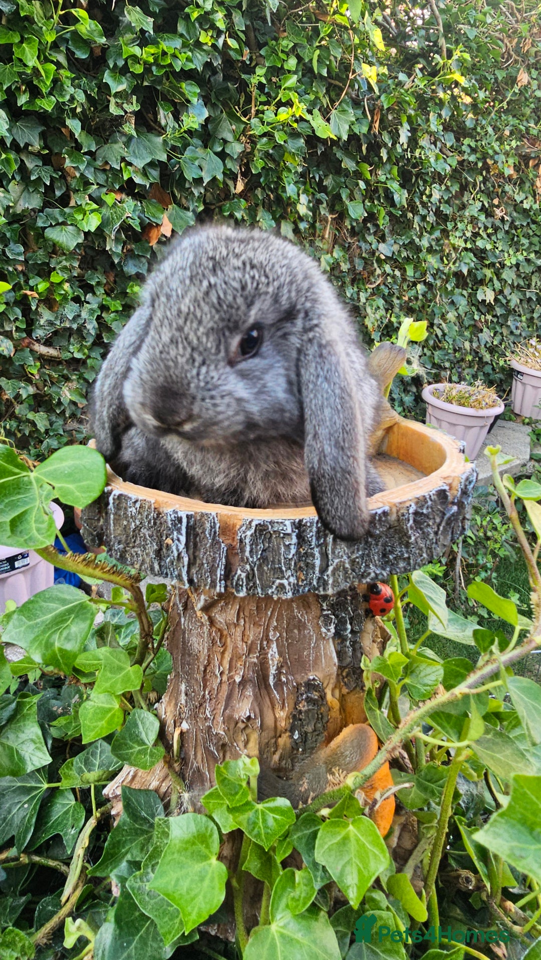 French Lop rabbits for sale: French Lop Bunnies 🐰  - Image 16