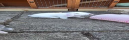 Mini Lop rabbits for sale: Mini Lop siblings & hutch FOR SALE (10 weeks) - Advert 4
