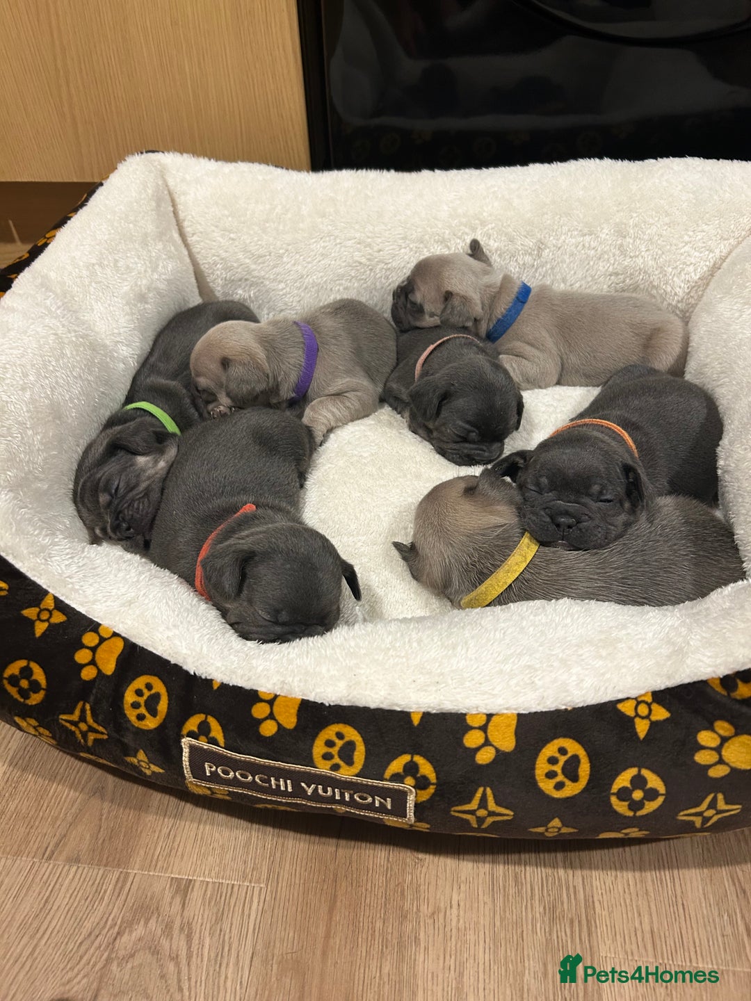French Bulldog dogs for sale: 5⭐️ french bulldog pups 🐾 - Image 4