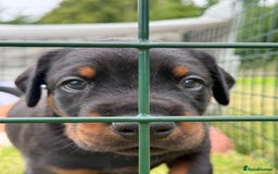 Dobermann dogs for sale: Exceptional Confident European Doberman puppies - Image 24