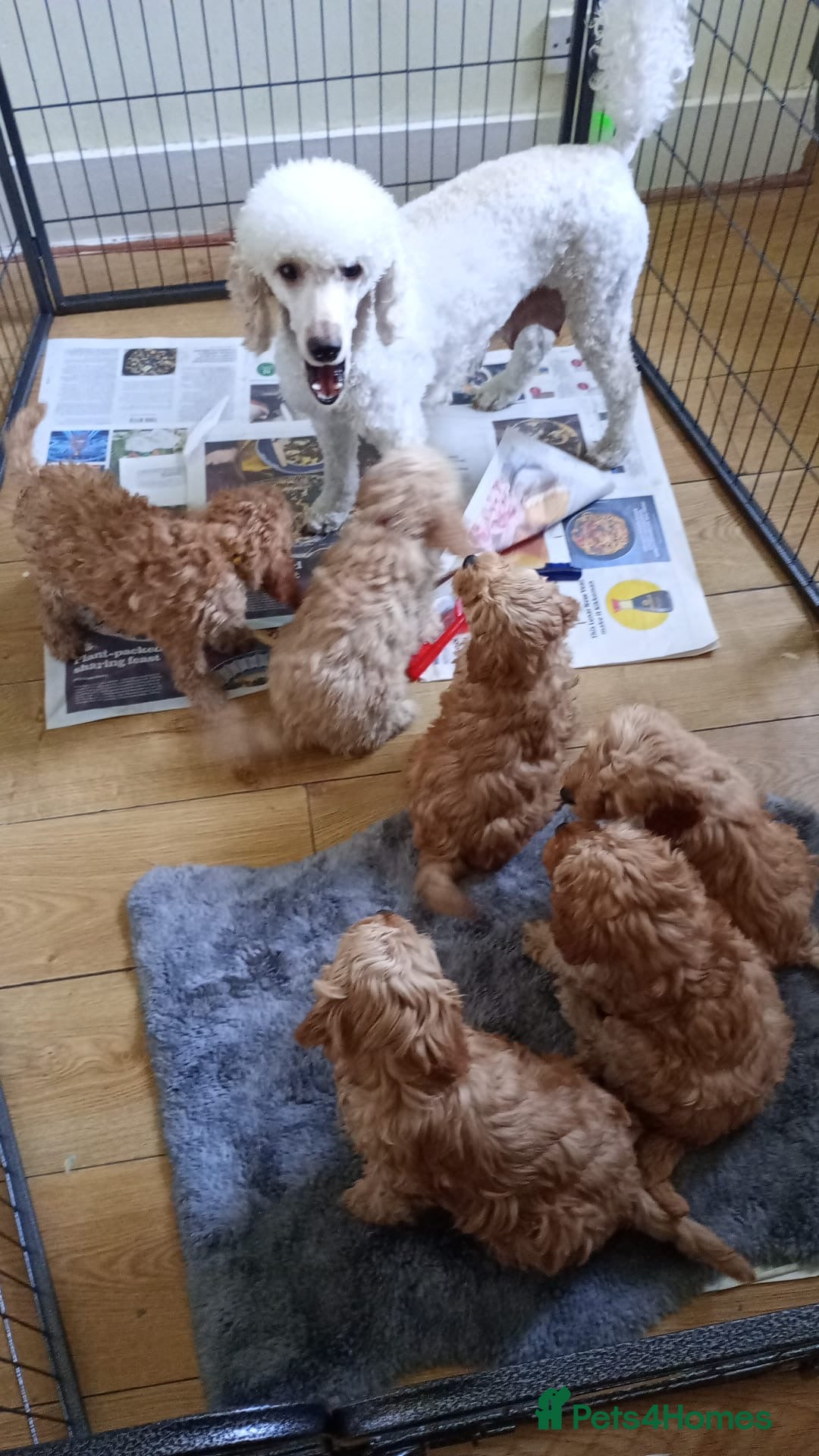Cavapoo dogs Cavapoos F1B  For  Sale  - Advert 1