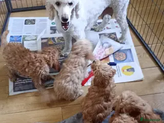 Cavapoo dogs Cavapoos F1B For Sale - Advert 1