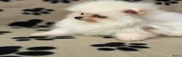 Pomeranian dogs for sale: Super litter of 4 Beautiful Pomeranian Girls  in Ammanford - Advert 28