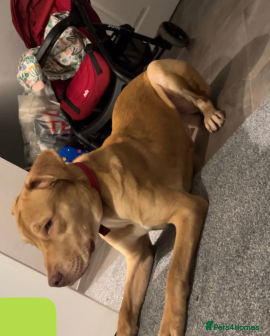 Mixed Breed dogs for sale: Beautiful 9 month old boy. - Advert 1