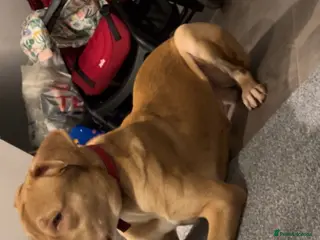 Mixed Breed dogs Beautiful 9 month old boy. - Advert 1