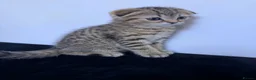 Scottish Fold cats for sale: The Stunning Scottish Fold kittens are ready - Advert 22