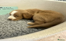 Cocker Spaniel dogs for sale: Two cocker spaniel litters - Image 20