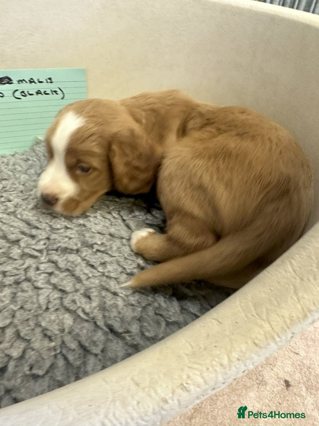Cocker Spaniel dogs for sale: Two cocker spaniel litters - Image 20