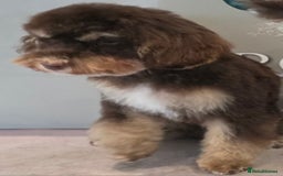 Cavapoo dogs for sale: Chocolate phantom tri cavapoo - Image 4