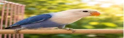 Lovebirds birds for sale: OPALINE DECINO YELLOW, DARK BLUE , DD BLUE OPALINE - Advert 7