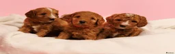 Australian Labradoodle dogs for sale: Stunning Red Aussie Doodle Multigen Puppies - Advert 8