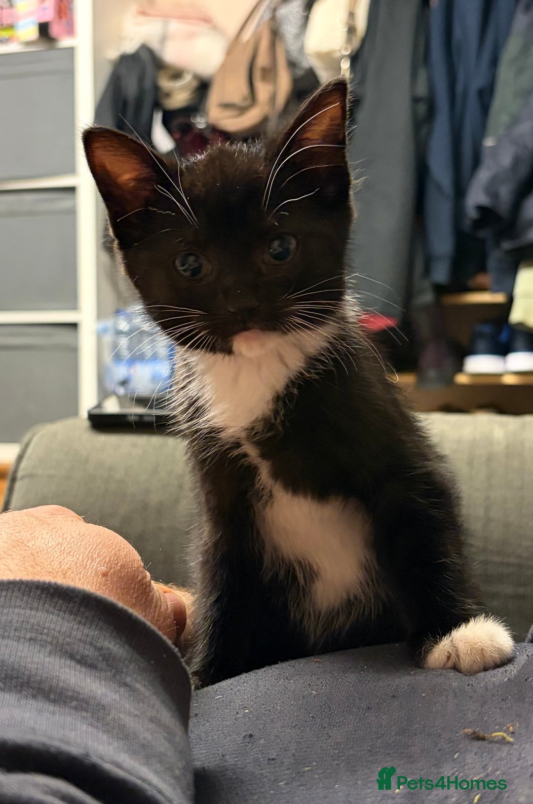 Mixed Breed cats for sale: Pretty tuxedo female kitten  - Advert 2