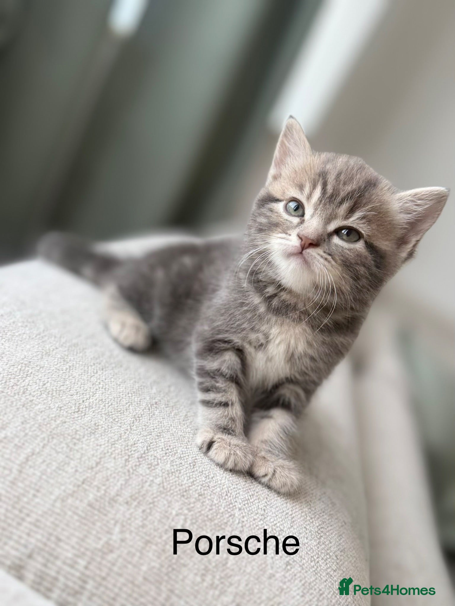 British Shorthair cats Porsche, Special Point British Shorthair Female - Advert 1