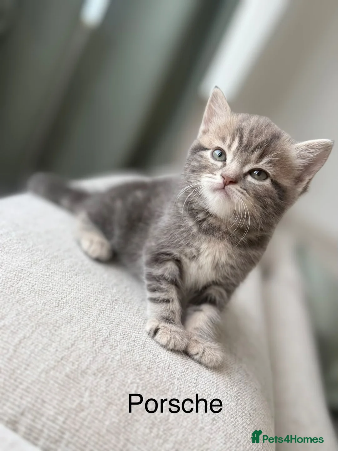 British Shorthair cats for sale: Porsche, Special Point British Shorthair Female - Advert 1