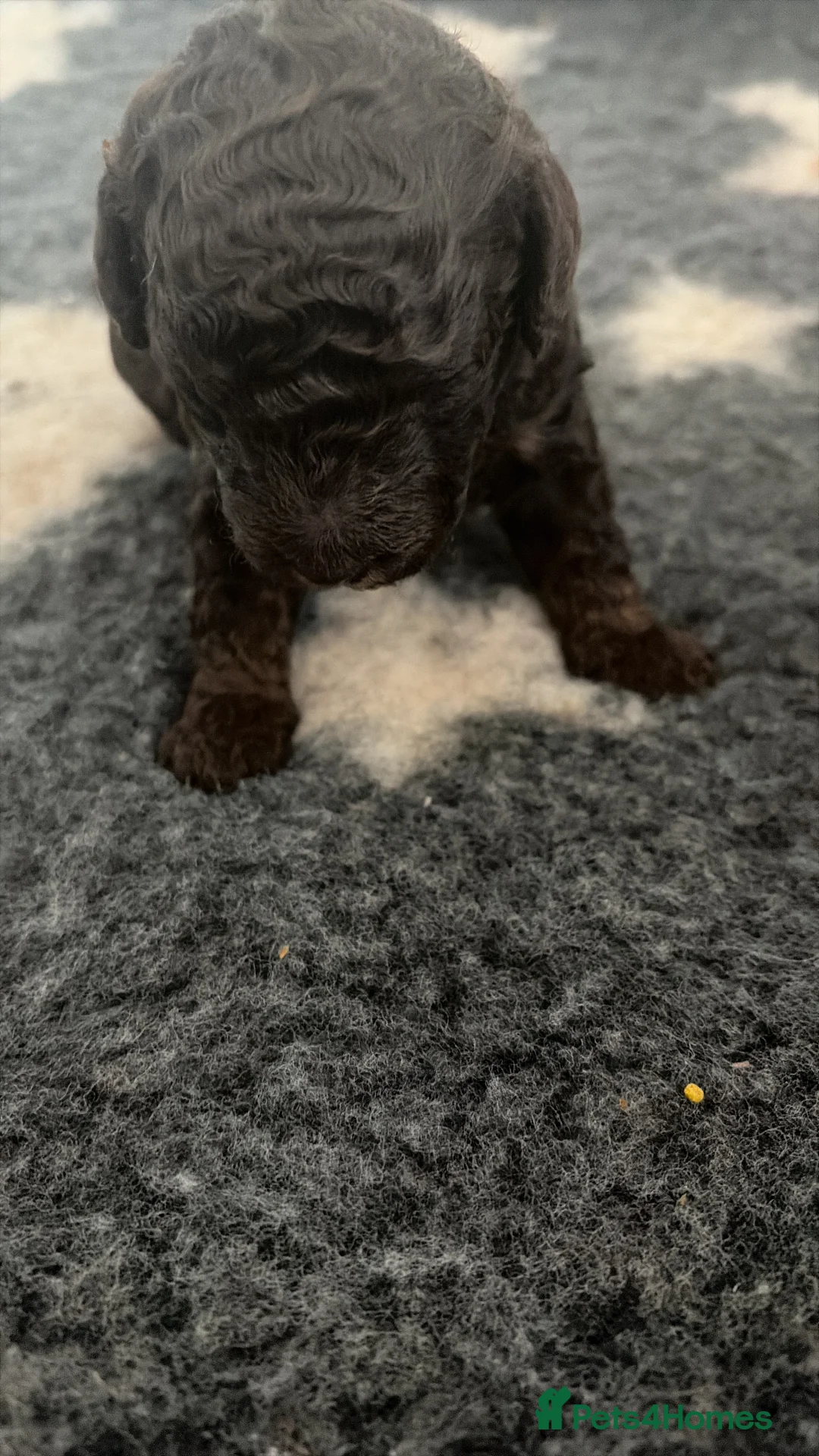 Cavapoo dogs for sale:  Exceptional F1b Cavapoo Puppies  - Advert 2
