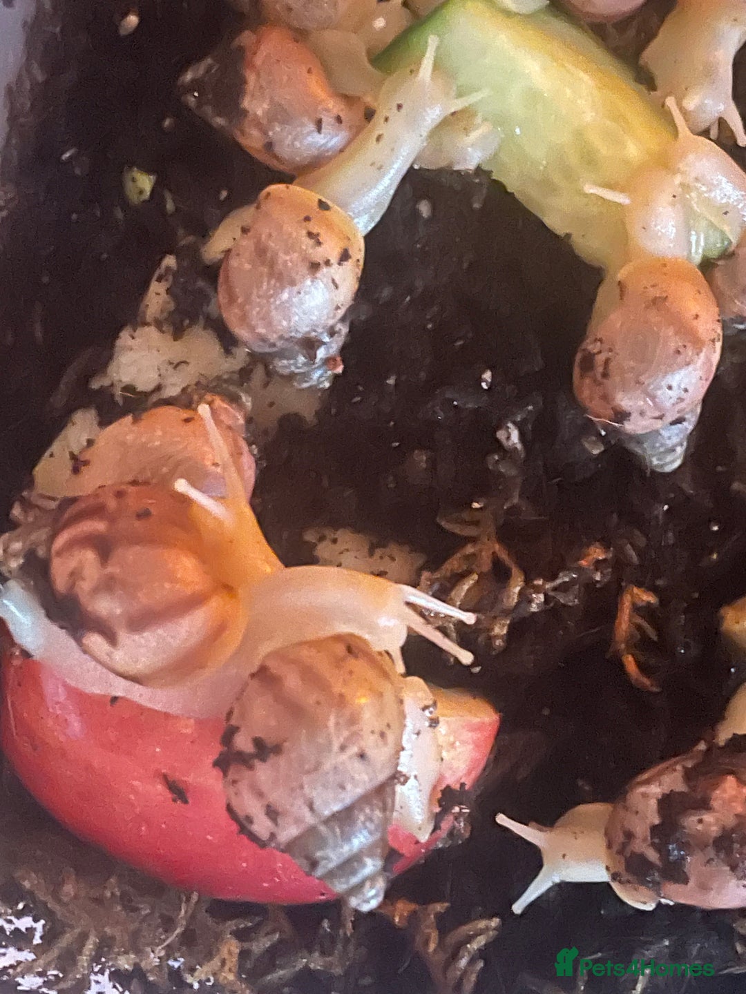 Snails invertebrates for sale: Giant African land snails  - Image 1