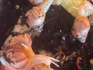 Snails invertebrates - Advert 1
