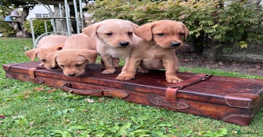 Labrador Retriever dogs - Advert 13