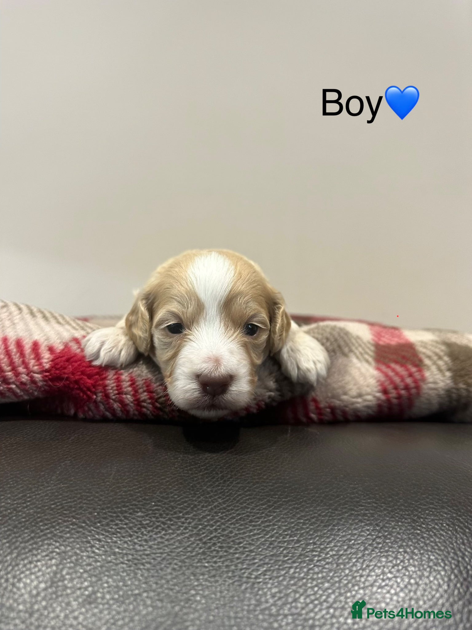 Cockapoo dogs F2 Cockapoo  - Advert 14