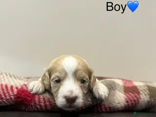 Cockapoo dogs F2 Cockapoo - Advert 14