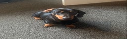 Miniature Dachshund dogs for stud: Miniture dachound  in Doncaster - Advert 5