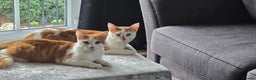 British Shorthair cats for sale: 2 ginger brothers. Will be going to same home  - Advert 1