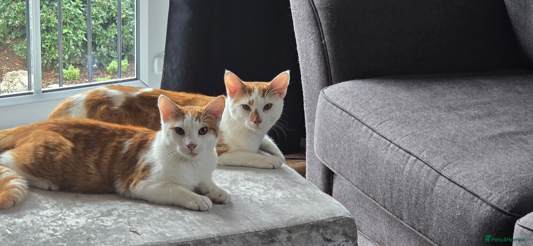 British Shorthair cats for sale: 2 ginger brothers  - Image 1