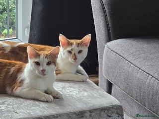 British Shorthair cats - Advert 29