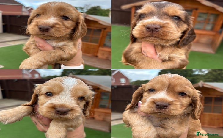 Cocker Spaniel dogs - Advert 1