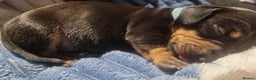 Dachshund dogs for sale: Miniature dachshunds - Advert 6