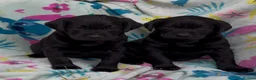 Labrador Retriever dogs for sale: Labrador puppies  - Advert 5