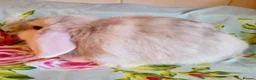 Mini Lop rabbits for sale: Pedigree Mini Lops in Tamworth - Advert 6