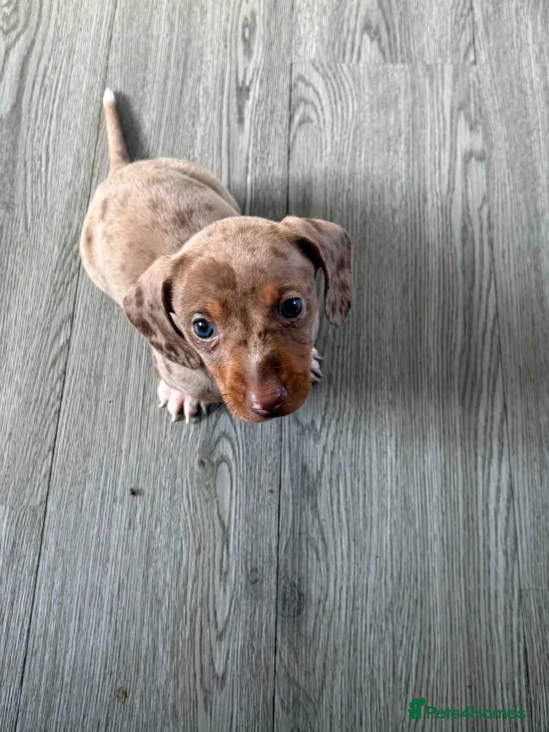 Miniature Dachshund dogs for sale: Tiny mini dachshund  - Advert 1