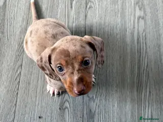 Miniature Dachshund dogs Tiny mini dachshund - Advert 1