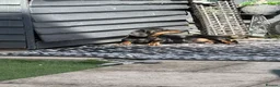 Dachshund dogs for stud: Mr Prince Ben  - Advert 11