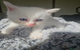 Russian Blue cats for sale: Lovley Russian blue  - Image 7
