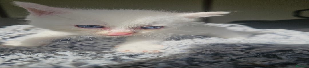 Russian white/Persian Kitten 1