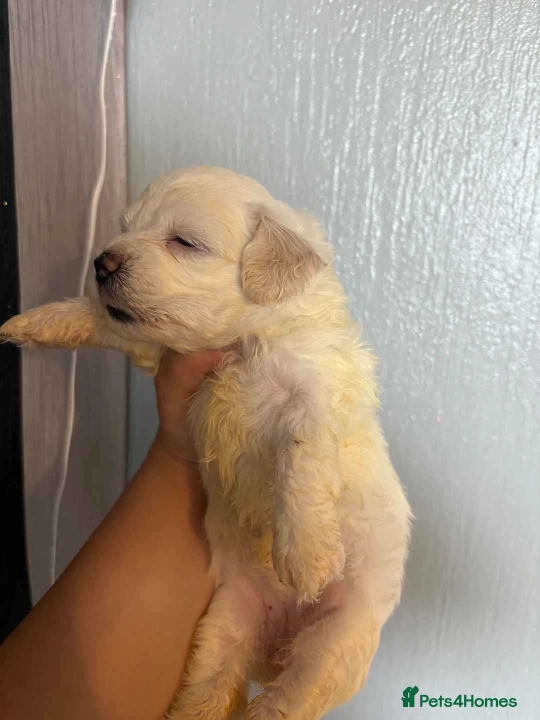 Mixed Breed dogs for sale: Beautiful healthy maltese x bichon pups - Advert 2
