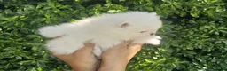 Pomeranian dogs for sale: Amazing cream boy - Advert 6